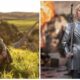Collage-of-Young-Elrond-and-Young-Galadriel
