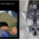 Grass-Type-Pokemon-Memes