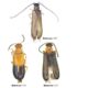 Pokemon-Beetles-Volume-Deux