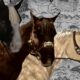 Skyrim-Anniversary-Horse-Location-Guide