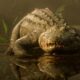red-dead-redemption-2-alligator