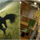 shadow-of-the-colossus-and-yakuza-kiwami-2